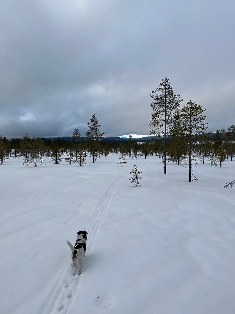 Mot Rendalen