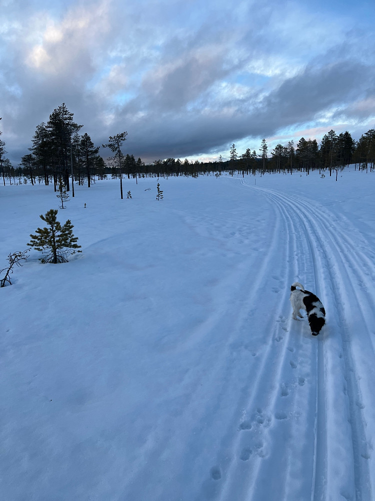 På kommunegrensa. Jeg står i Åmot ved Storåstjønna og Mille i Rendalen.