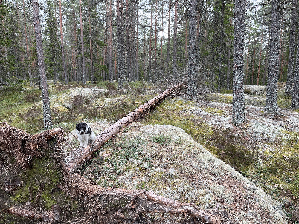 Toppunktet. Ikke voldsom utsikt men ser Varden i Sør-Odal mot øst og Ellingskjølen mot nord mellom trærne.