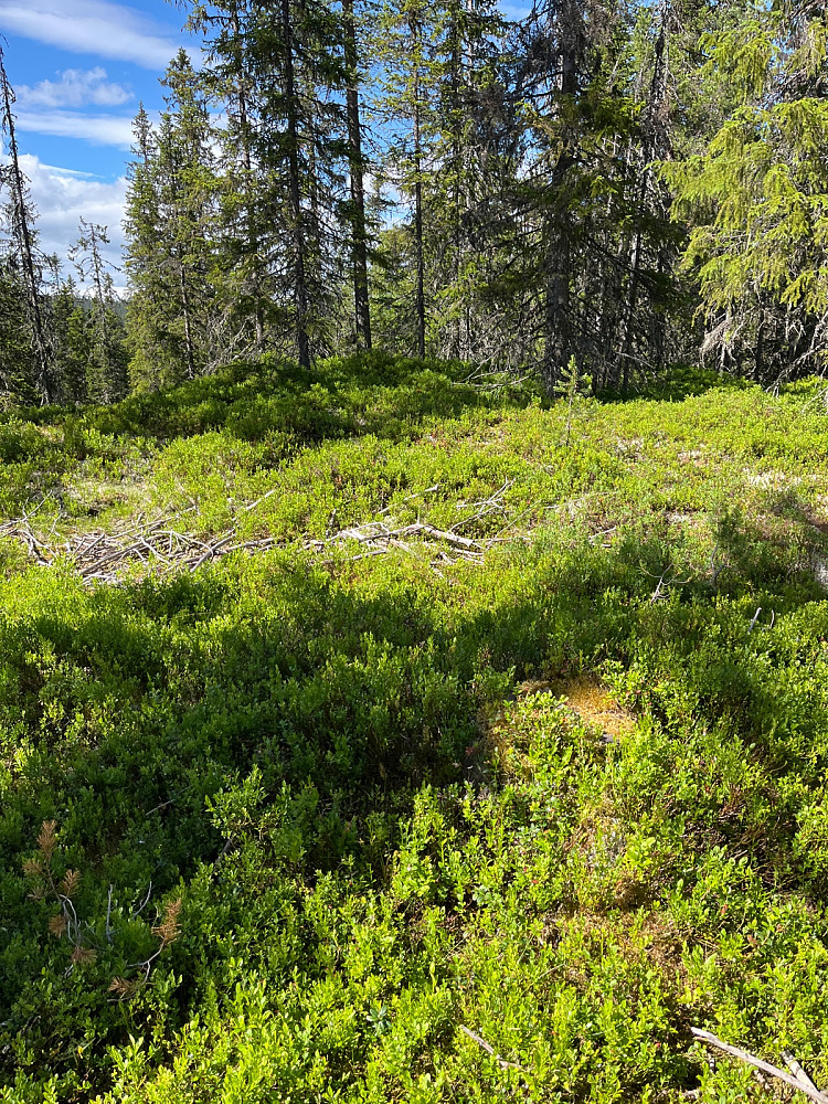Granåsen