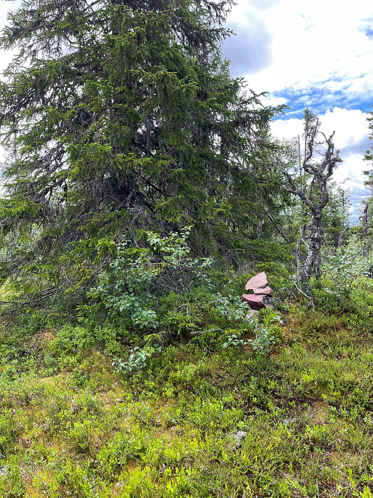 Toppunktet på Bjønnåsen