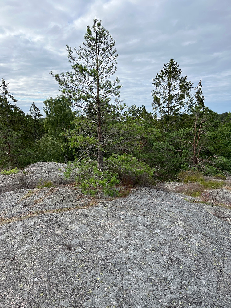 Risøyas toppunkt, 32,6 moh