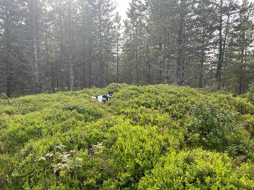 Toppunktet Luvdalsåsen, 658 moh