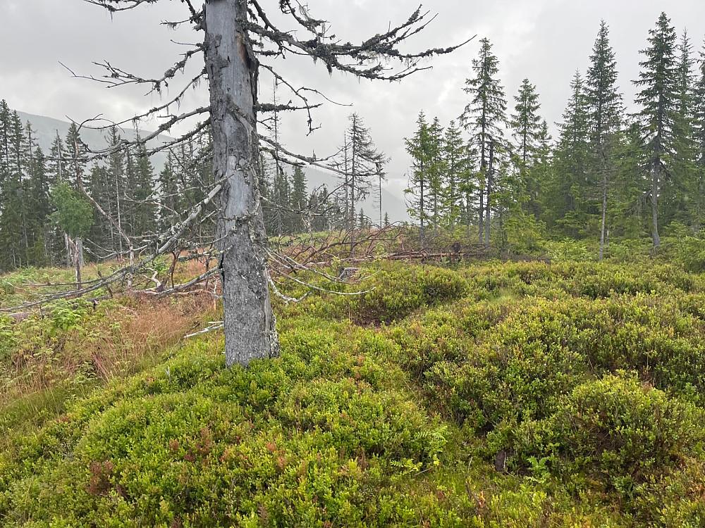 Toppunktet på Nordre Luvåsen etter 1.04t