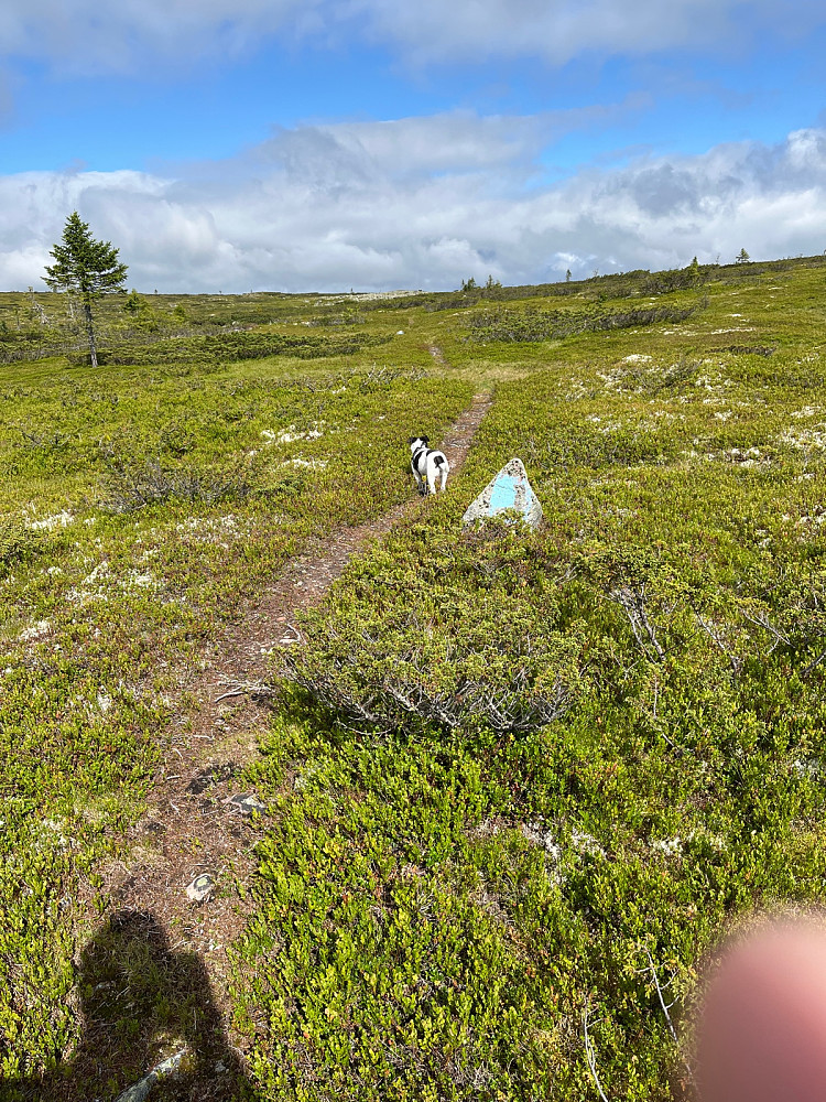 Lettgått og blåmerket sti