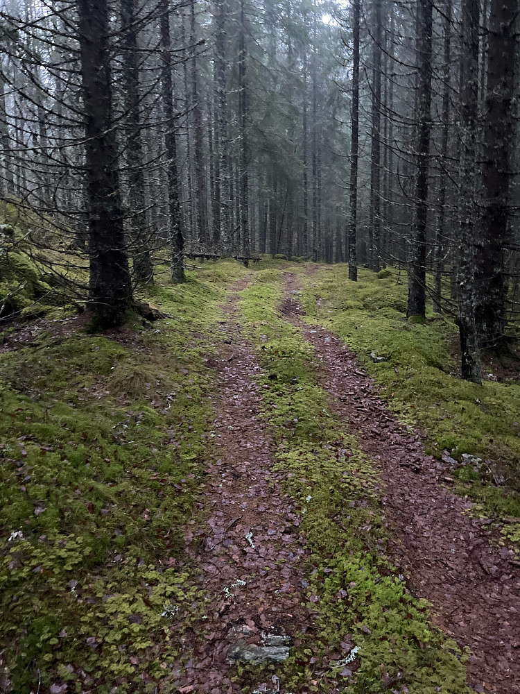 Fin og lettgått kjerrevei mot toppen
