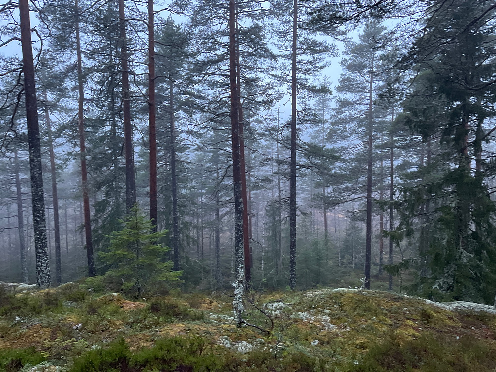 Ned mot Vidvangmyra