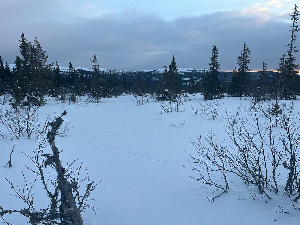Mot Trysilfjellet