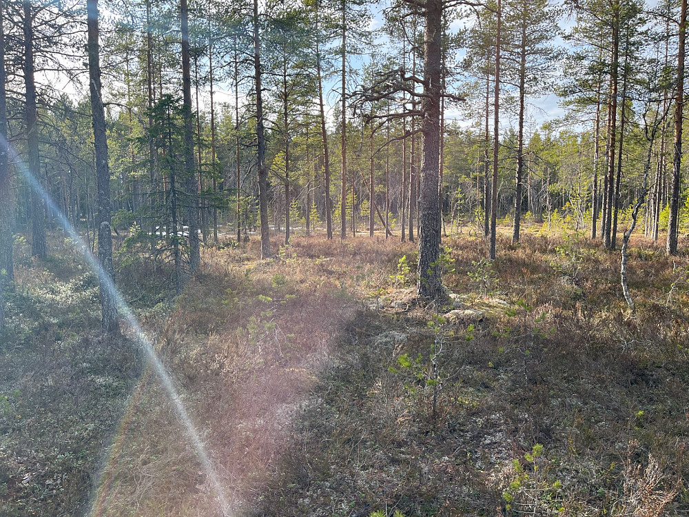 Fint lys i skogen. 16 grader