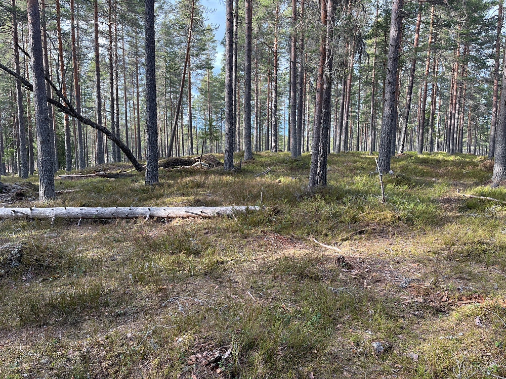 Toppområdet