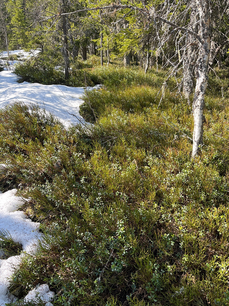 Krysser mellom veiene og prøver å unngå snøfelt
