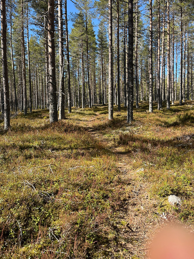 Vårlig oppover i skogen