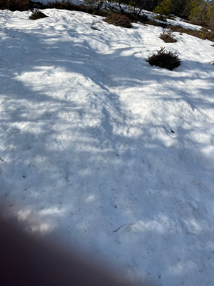 Snø i skogen fortsatt