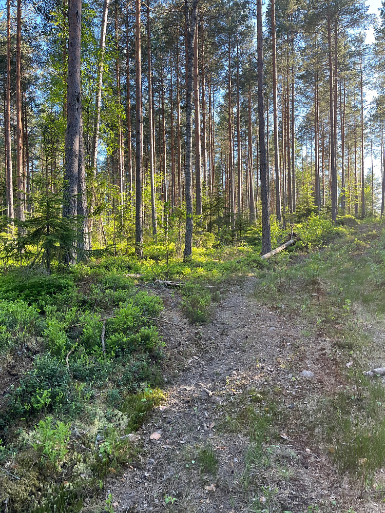 Vakkert lys i skogen