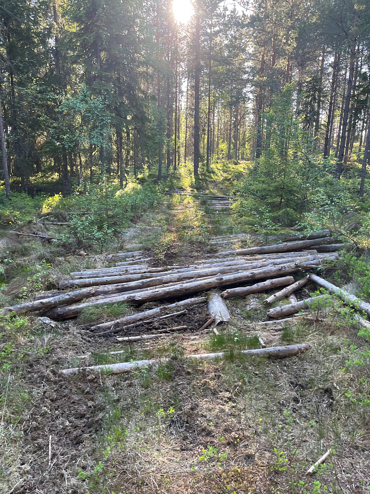 Skogsveibygging