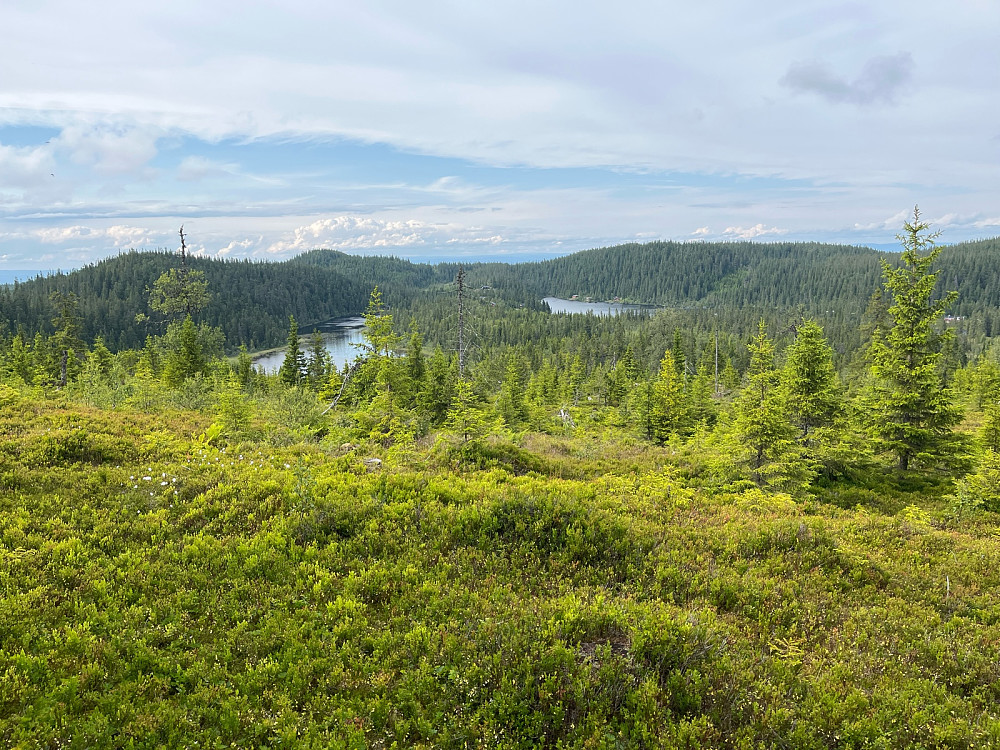 Retur mot Fugletjernet og Herva