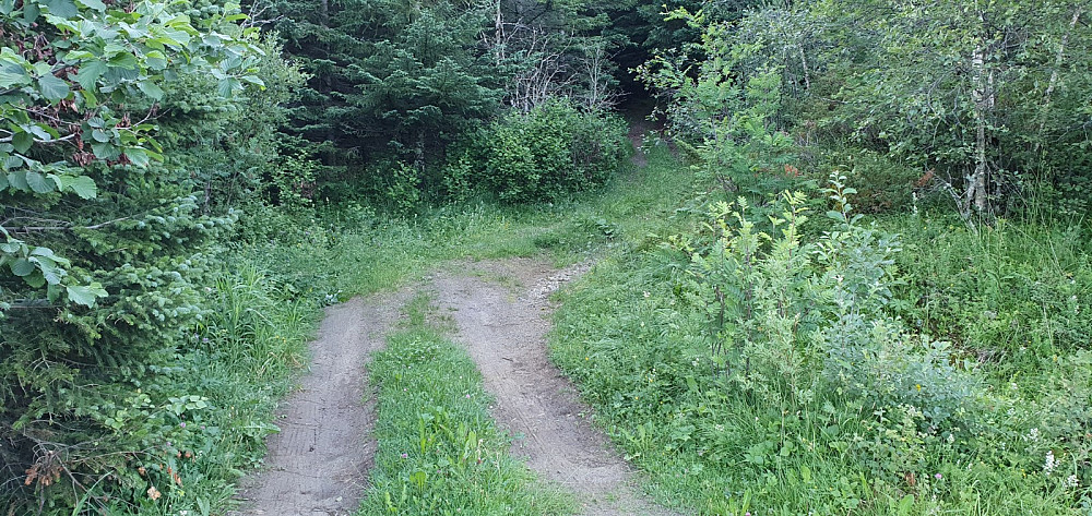 Jeg fant stien som gikk opp på åsen akkurat der kartet sa den skulle være. Det var bratt opp, og et par ganger ble det stopp