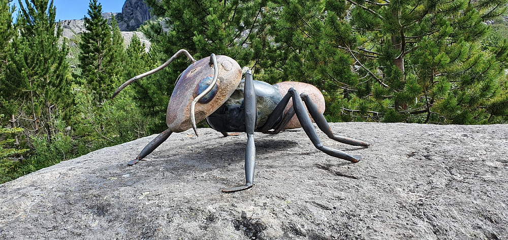 En usedvanlig stor maur på en stein oppe i lia