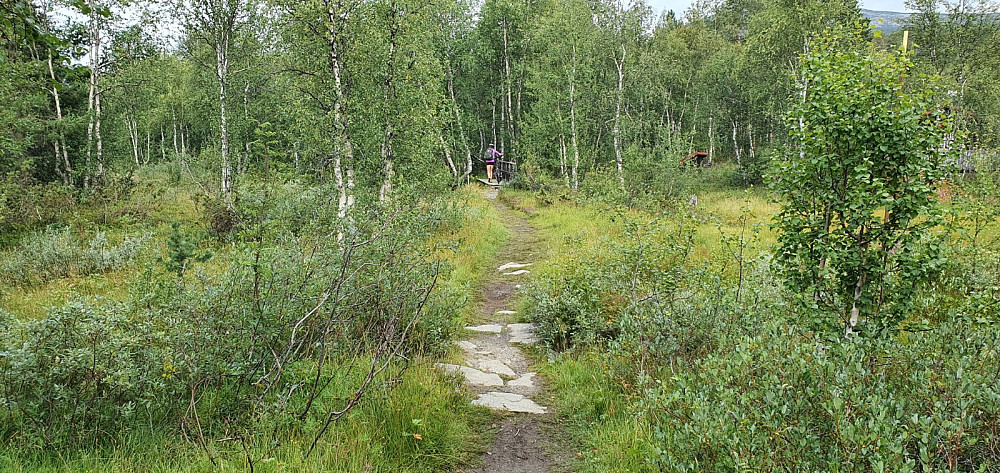 Fin sykkelsti bort mot hytte vegene vi fulgte opp mot stien som tok av opp gjennom skogen