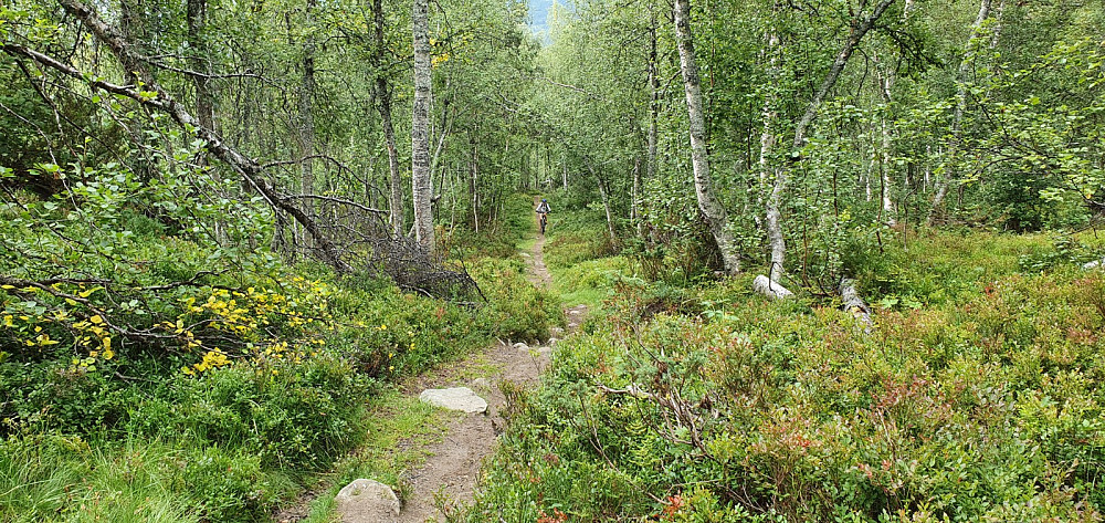 Lengre opp ble det brattere å sykle, men det var en jevn og fin sti å sykle på
