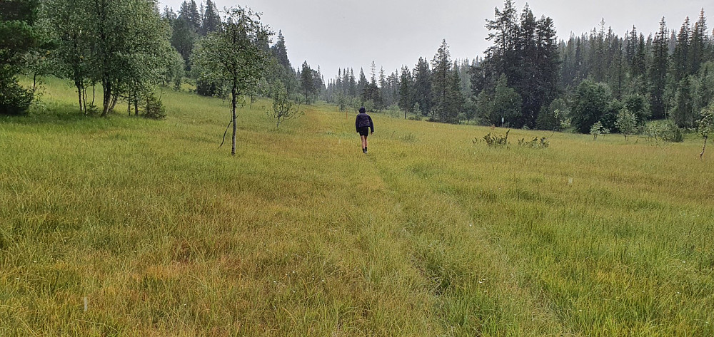 Veldig vått terreng og vi ble gjennomvåte på beina tidlig på turen i dag, og vi tørket i hvert fakk ikke opp over disse myrene