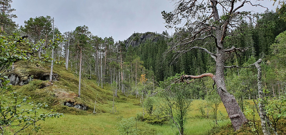 Litt trolsk landskap å gå i inn mot fjellet. Minnet litt om turen i går, men nå var det skog i tillegg