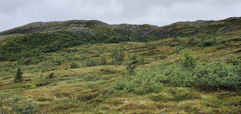 Endelig oppe av skogen, men myrene fortsatte innover fjellet