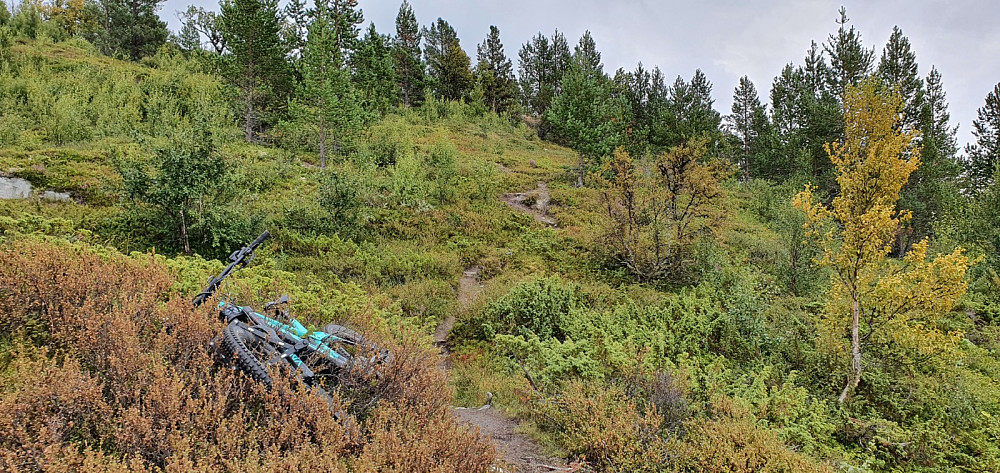 Jeg startet på sykkelen bort den fine kjerreveien til stien. Jeg kunne også sykle en liten bit av stien, før den ble for bratt og sykkelen måtte settes igjen