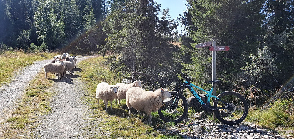 Litt nedenfor Kinna tok jeg av veien mot Ruka