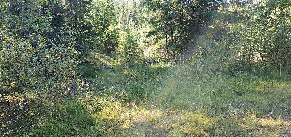 Det ble å brøyte seg vei gjennom buskene