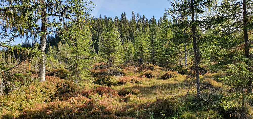 Lett å gå opp et gammelt hogstfelt i starten