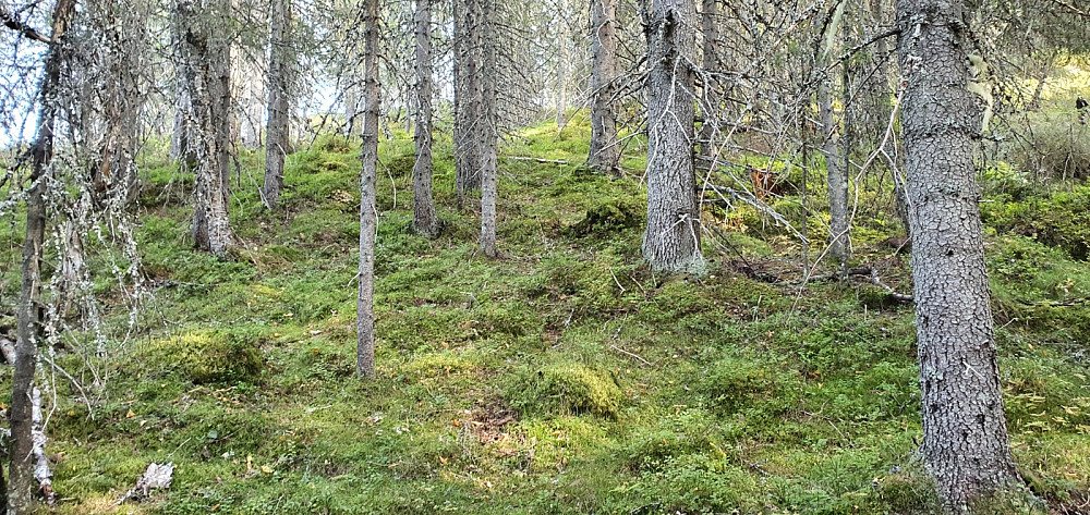 Det var bratt opp mot toppen men lett underlag å gå på