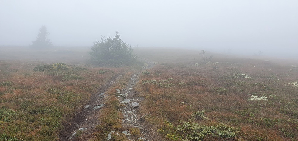 Veldig artig å sykle opp Nevelfjell. I dag traff jeg 4 andre syklister her oppe