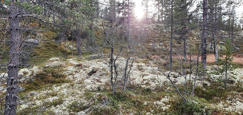 Ingensti og litt kupert terreng opp mot toppen