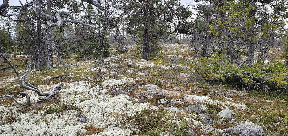 Selve toppen var flat og bød på lite utsikt