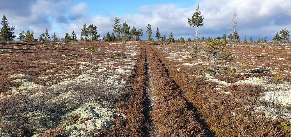 Høyere opp var det fastere grunn og hjulsporet gikk rett frem mot toppen