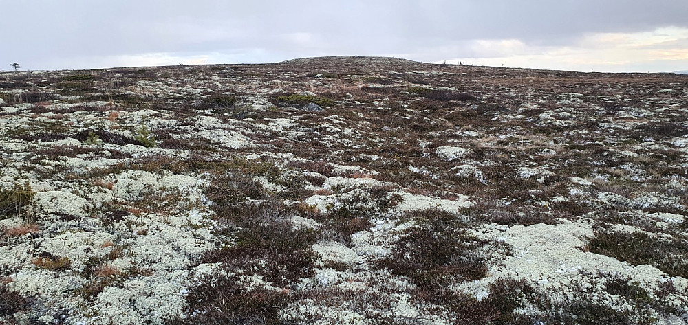 Stien gikk litt i feil retning i starten, så jeg satte kursen rett mot toppen