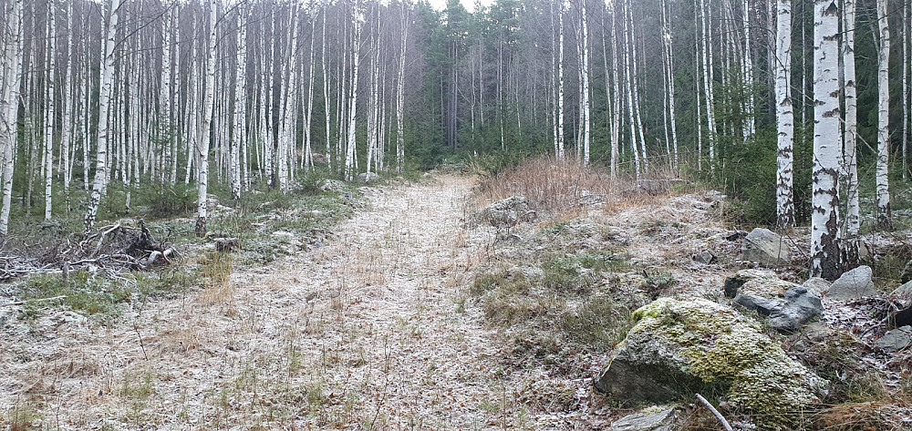 Jeg kunne følge fin vei opp lia nesten helt til toppen