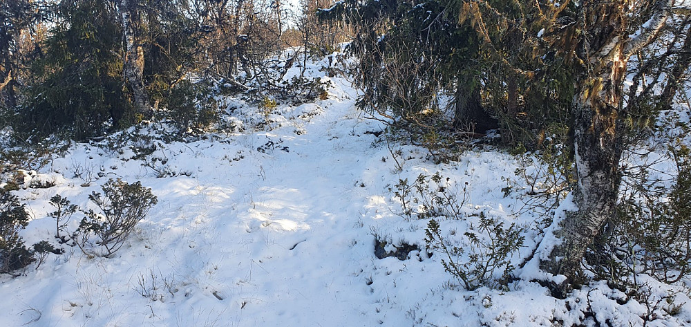 Turen startet på snødekt men tydelig sti