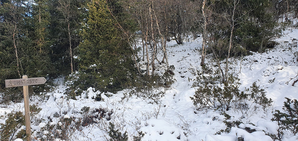 Her var det skiltet sti som tok av inn og opp i skogen