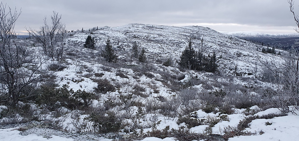 Jeg tok av stien og gikk bort til ryggen av fjellet. Der kunne jeg følge sti bort til toppen. Også her oppe var det kjørt med snøscooter, enda det knapt var snø