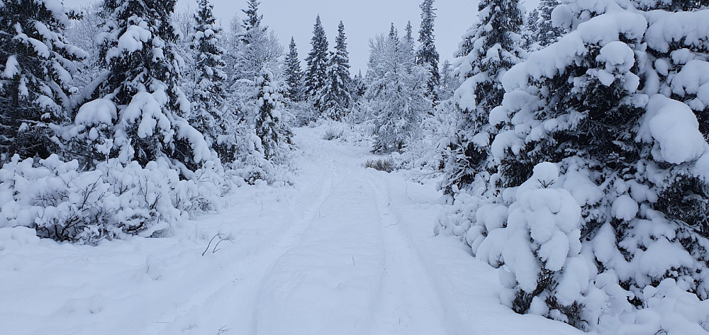Jeg prøvde meg med bilen opp her, men det ble for bratt og glatt, så da var det bare å finne frem trugene