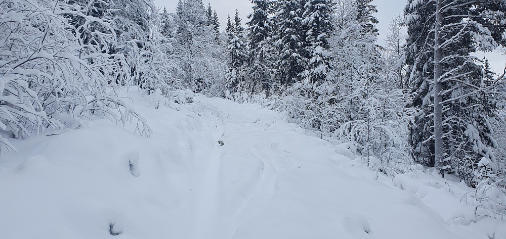 Etter en start rett opp skogen kom jeg inn på vei et stykke opp, og der var det gått folk tidligere i vinter