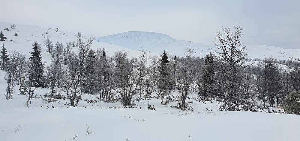Her fikk jeg fri sikt bort på Søre Gråhøa, som er turens andre topp. Ikke så mye snø på den.