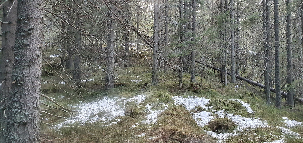 Ikke så mye snø i skogen opp mot Rundhaugen