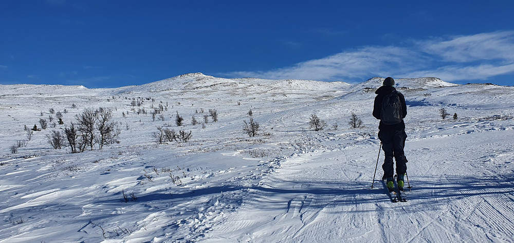Vanligvis er det kjørt spor halvveis opp fjellsiden, men nå hadde maskina snudd rett ovenfor tregrensa