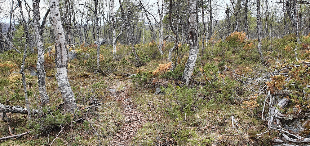 Jeg kunne følge umerka og til tider utydelig sti innover mot Musvola