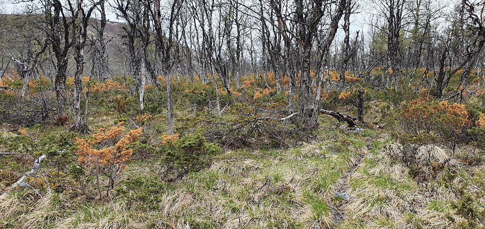 Mye av Einene var gule og tørre, og det så ikke bra ut
