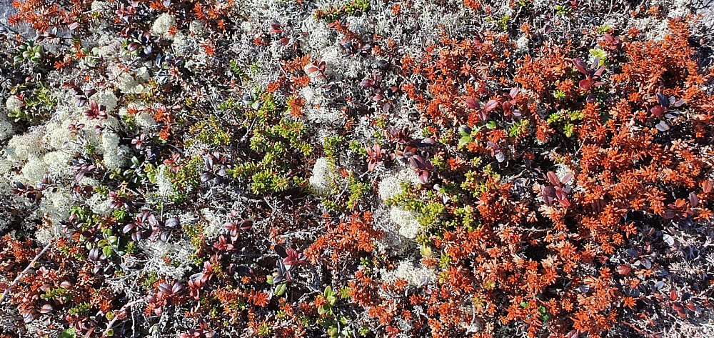 Dessverre er mye av lyngen brun i år, sammen med eiener og svart lav. Det er et eller annet alvorlig på gang i fjellet vårt :-(