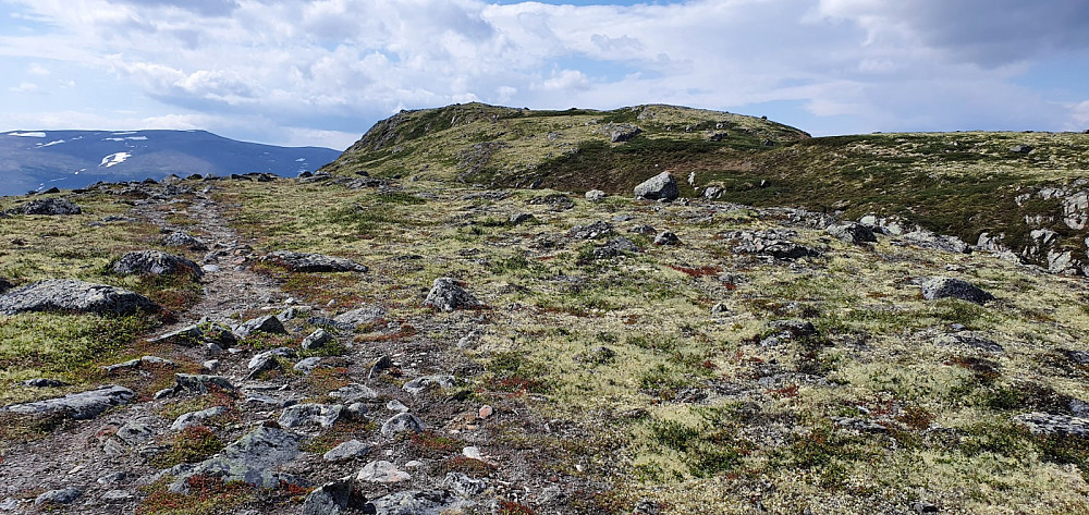 Tydelig og lettgått sti helt opp, i kontrast til Finnshøa hvor det kun var sporadiske sauetråkk å følge
